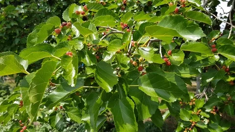 Berries of mulberry on a branch. Stock Footage 123774128