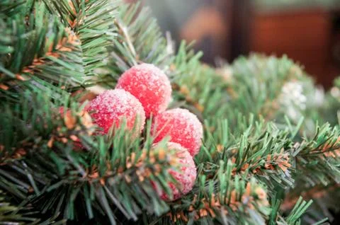 Berries in the needles. Stock Photos