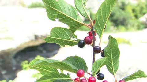 Berries with Panorama Stockbeeldmateriaal 7737629
