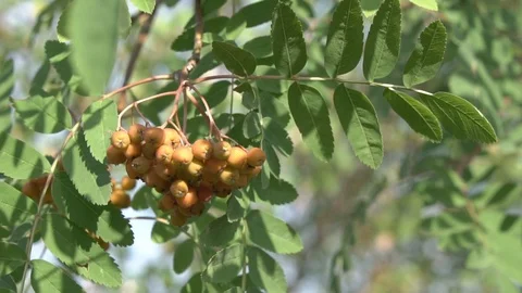 Berries in the Park 库存影片 93720258