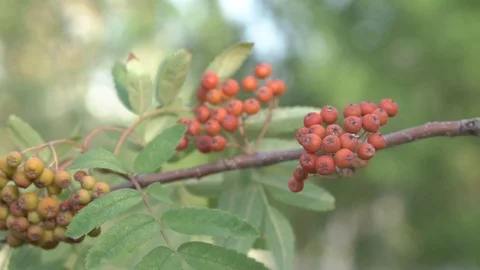 Berries in the Park, summer. 库存影片 93720626