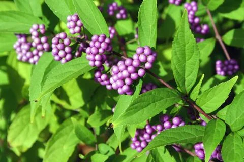 Berries Stock Photos