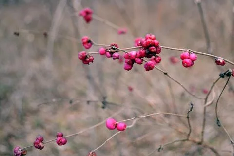 Berries Stock Photos