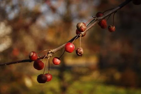 Berries Stock Photos