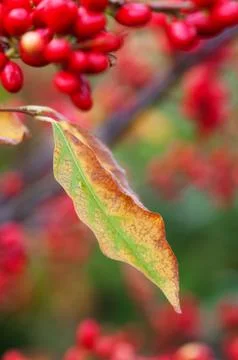 Berries Stock Photos