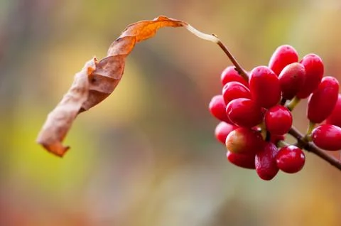 Berries Stock Photos