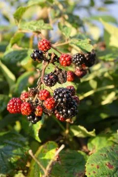 Berries Stock Photos