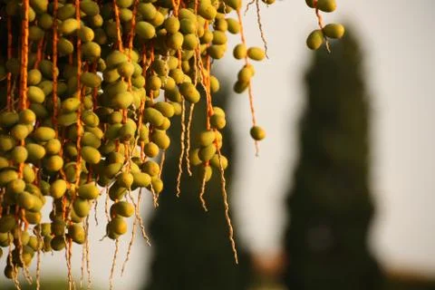 Berries Stock Photos