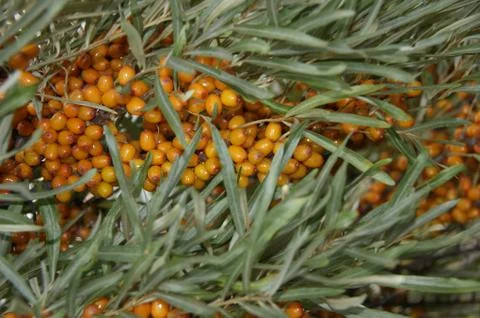 Berries Stock Photos
