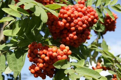 Berries Stock Photos