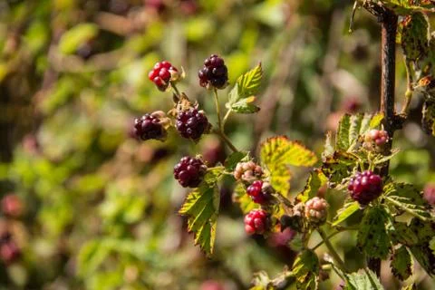 Berries Foto stock