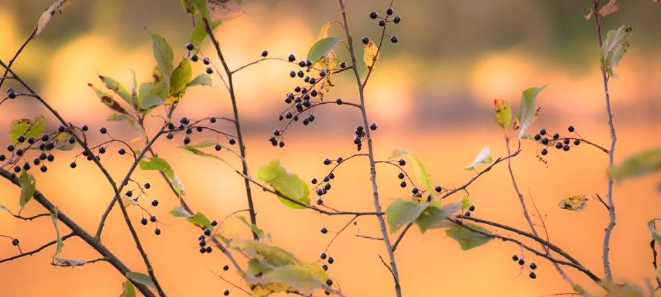 Berries Foto stock