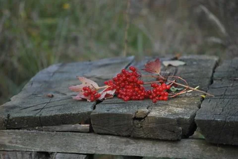 Berries 스톡 사진