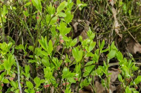 Berries Stock Photos