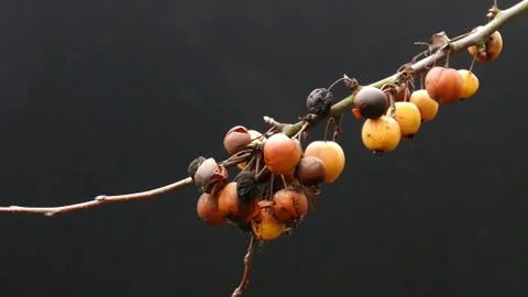 Berries. Fotos Stock