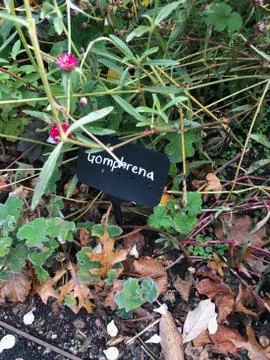 Berries 스톡 사진