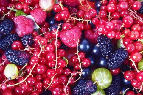 Berries Foto stock