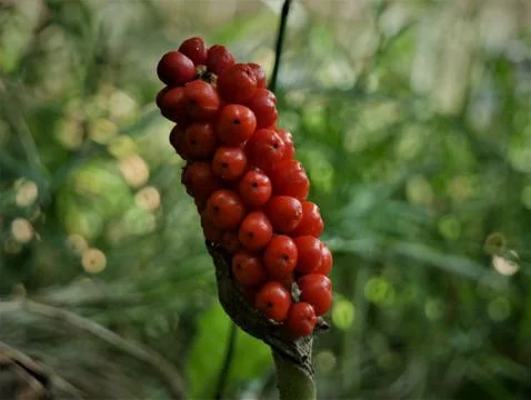 Berries Stock Photos