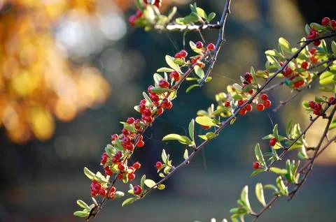 Berries Stock Photos