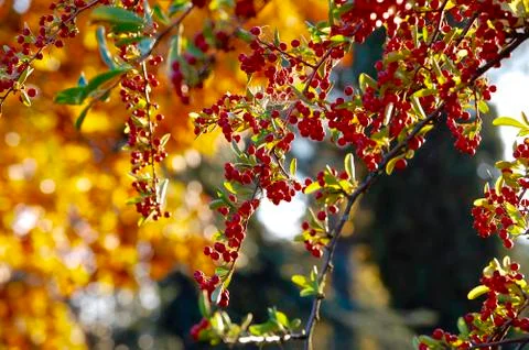 Berries Stock Photos