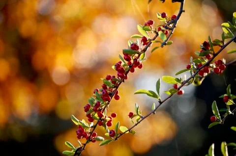 Berries Stock Photos