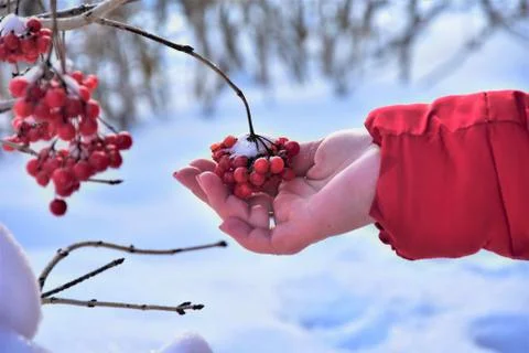 Berries Stock Photos