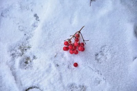Berries Stock Photos