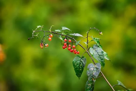 Berries Stock Photos