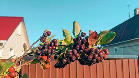 Berries Stock Photos