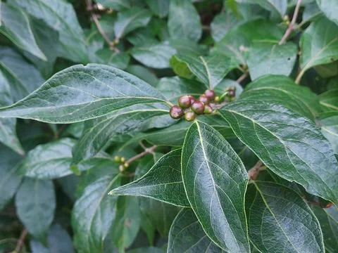 Berries Stock Photos