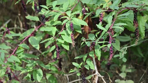 Berries of Phytolacca sp in forest Stock Footage 320454226