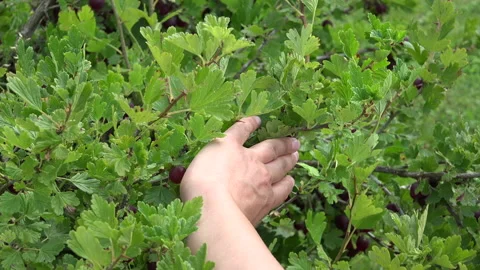 Berries Picking on a ranch Stock Footage 239629001
