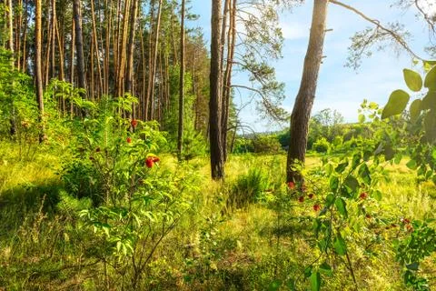 Berries in pine forest Stock Photos