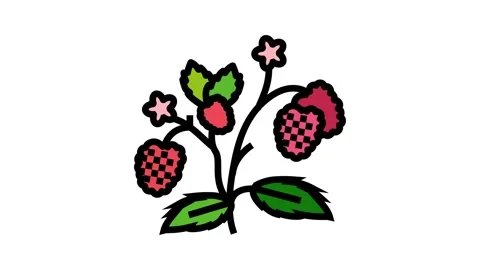 Berries plant raspberry fruit color icon animation Stock Footage 225050160