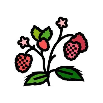 Berries plant raspberry fruit color icon vector illustration イラスト素材