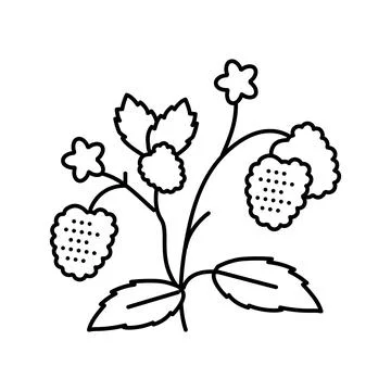 Berries plant raspberry fruit line icon vector illustration イラスト素材