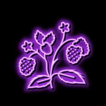 Berries plant raspberry fruit neon glow icon illustration Stock Illustration