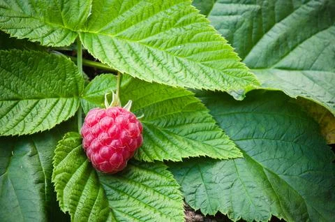 Berries of a raspberry on leaves, a close up Stock Photos