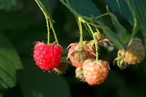 	Berries of a raspberry Stock Photos