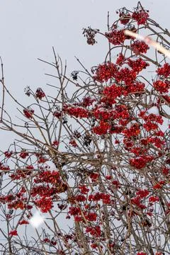 Berries of a red-berried elder. Red rowan Stock Photos
