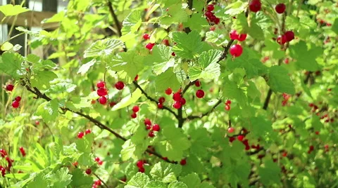 Berries red currant  branch Stock Footage 69014431