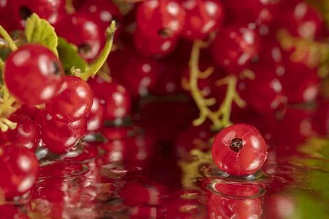 Berries of red currant close-up. Clusters of currant. Stock Photos