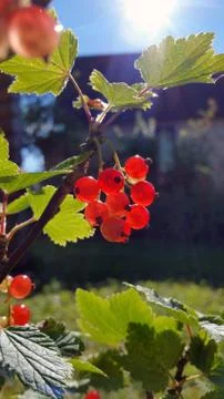Berries of red currant, close-up Stock Photos