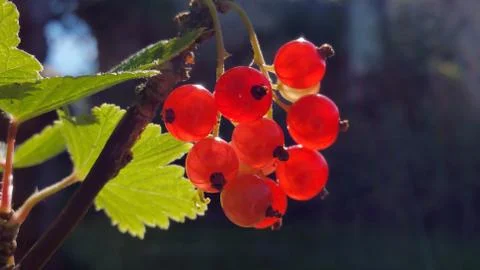 Berries of red currant, close-up Stock Photos