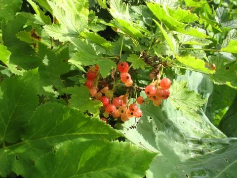 Berries of red currant Stock Photos