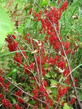 Berries of red currant Stock Photos