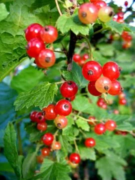 Berries of red currant Stock Photos
