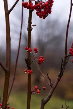 Berries of red mountain ash close-up with drooping drops. Late fall Stock Photos