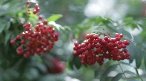 Berries red rowan shoot close-up Stock Footage 64045971