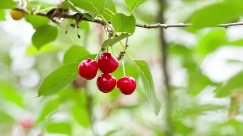 Berries of ripe cherries on the branch. Stockbeeldmateriaal 64548581